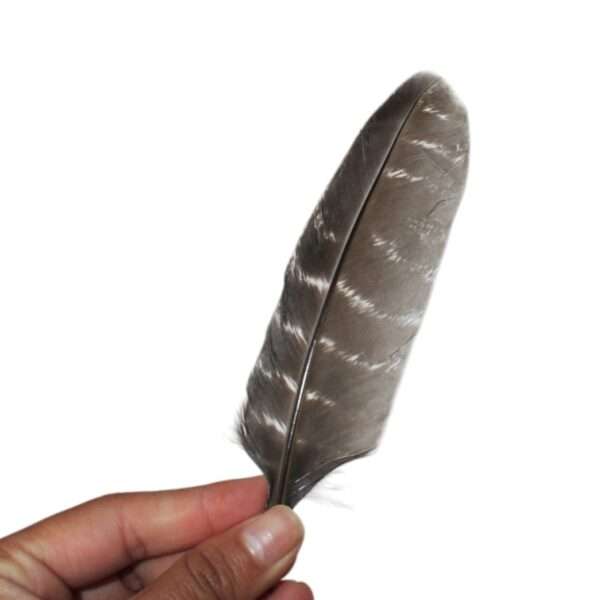 Pluma Ceremonial Natural de Pavo 10-15 cm - Imagen 2