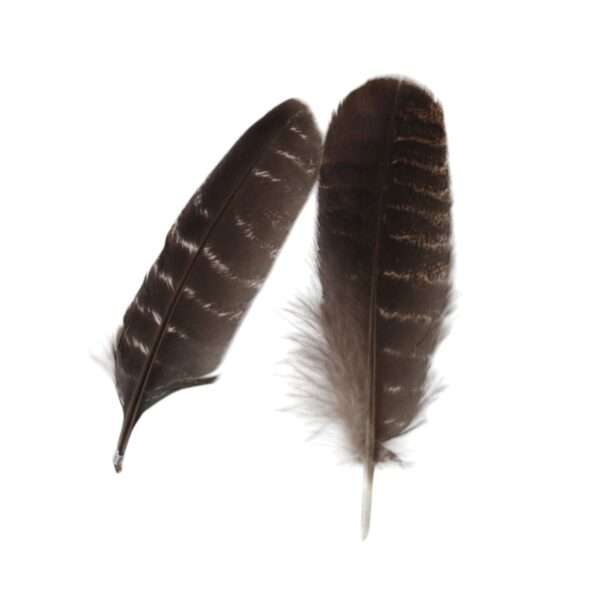 Pluma Ceremonial Natural de Pavo 10-15 cm - Imagen 3