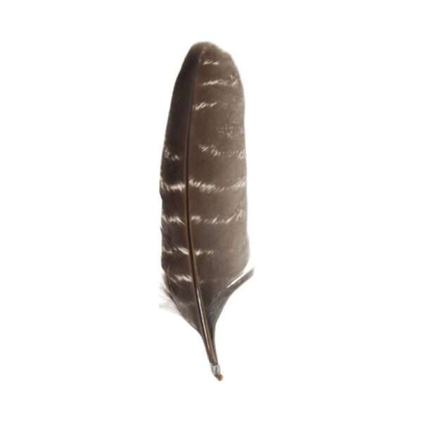 pluma natural de pavo 10 a 15 cm en fondo blanco