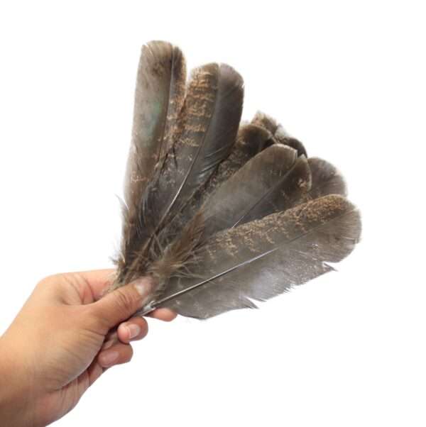 Pluma Ceremonial Natural de Pavo 15-20 cm X 10 PZS - Imagen 2