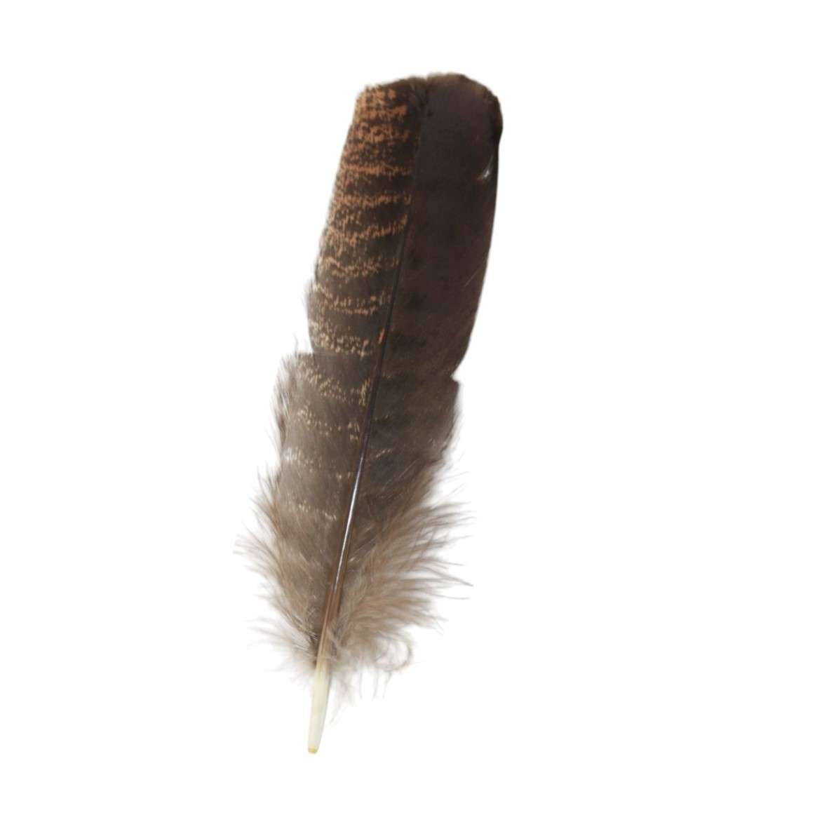 Pluma ceremonial natural de pavo 15 a 20 cm en fondo blanco