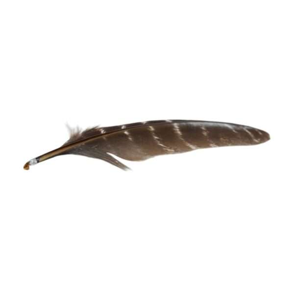 Pluma Ceremonial Natural de Pavo 15-20 cm - Imagen 4