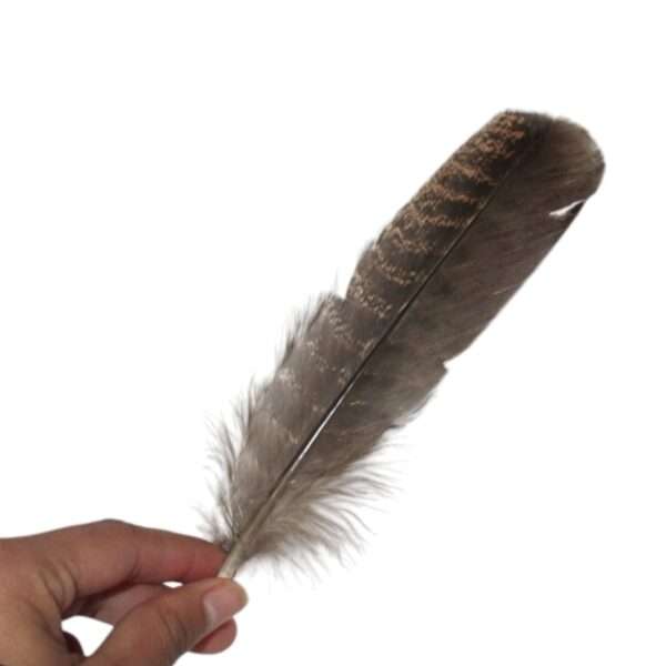 Pluma Ceremonial Natural de Pavo 15-20 cm - Imagen 5