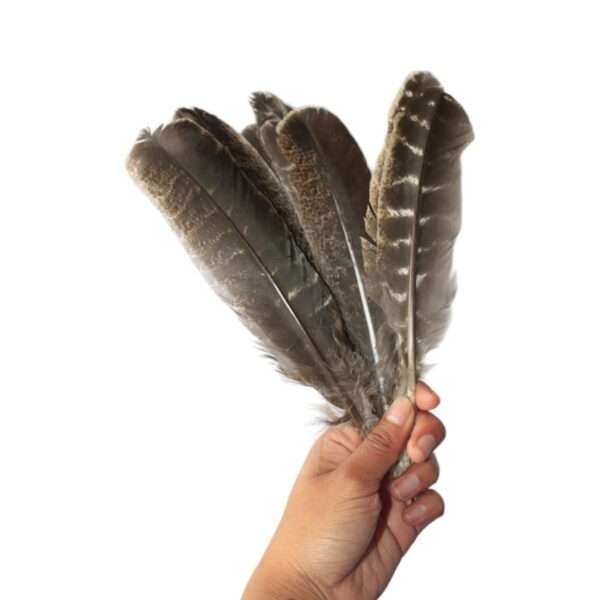 Pluma Ceremonial Natural de Pavo 20-25 cm X 10 PZS - Imagen 2