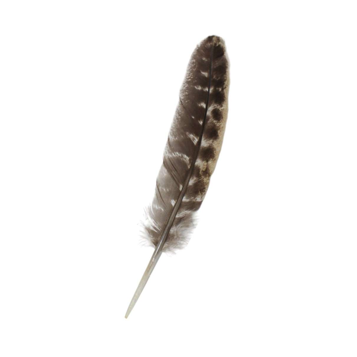 pluma ceremonial de pavo 20 a 25 cm en fondo blanco