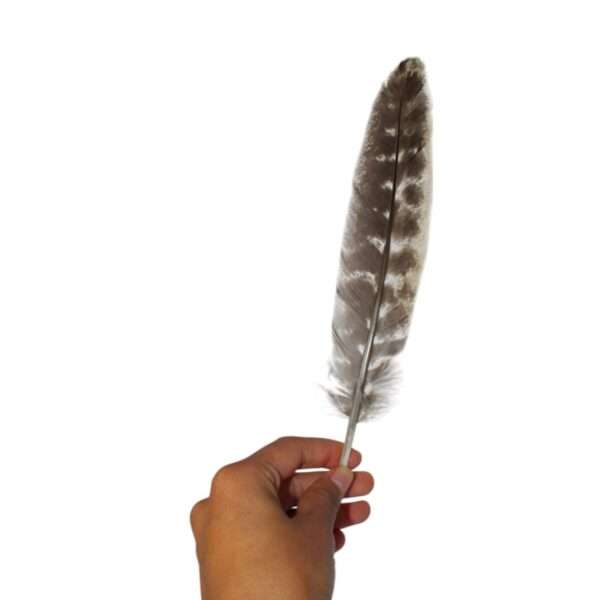 Pluma Ceremonial Natural de Pavo 20-25 cm - Imagen 2