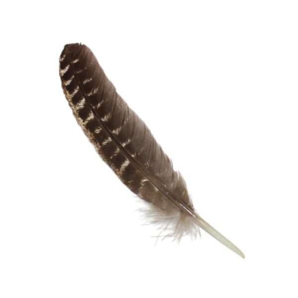 Pluma Ceremonial Natural de Pavo de 25-30 cm - Imagen 4