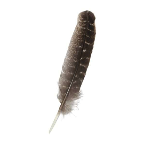 pluma ceremonial natural de pavo 24 a 30 cm en fondo blanco