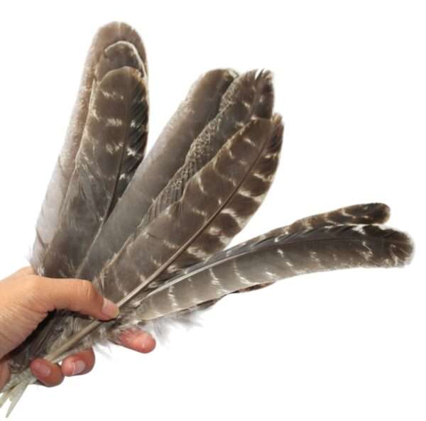 Pluma Ceremonial Natural de Pavo 25-30 cm X 10 PZS - Imagen 2