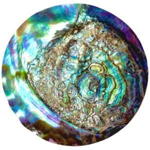 Plato de Concha de Abulón 10cm